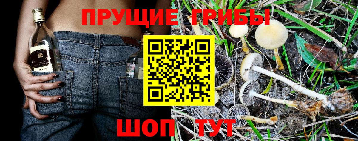 Псилоцибиновые грибы Psilocybe Партизанск